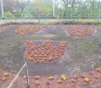 Nowe nasadzenia w mieście. Pabianice zyskają trzydzieści drzew i kwietny herb