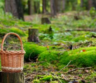 Co zabrać ze sobą do lasu na grzyby? To musisz wiedzieć przed grzybobraniem