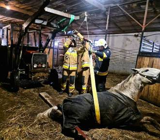 Strażacy ratowali konia, który wpadł do studzienki. Akcja pod Krakowem