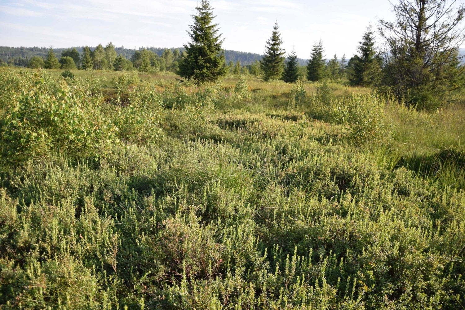 Torfowisko wysokie „Tarnawa"