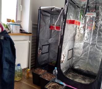 32-latek zatrzymany pod Warszawą. Uprawiał marihuanę w dwóch specjalnych namiotach [ZDJĘCIA] 