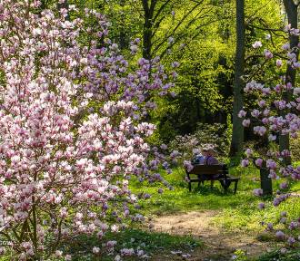 Arboretum w Rogowie zaprasza na wiosenny spacer. Pełnia kwitnienia magnolii [ZDJĘCIA]