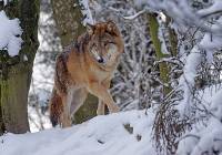 Drapieżniki zagryzły stado owiec. Starosta ostrzega hodowców przed wilkami i psami