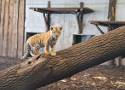 Tygrysiątka z opolskiego ZOO są już w głównym pawilonie. Każdy może je zobaczyć