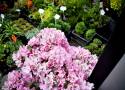 Na targowisku Przy Śląskiej w Radomiu w sobotę 21 maja można było kupić wiele pięknych roślin na taras i do ogrodu. Zobacz zdjęcia