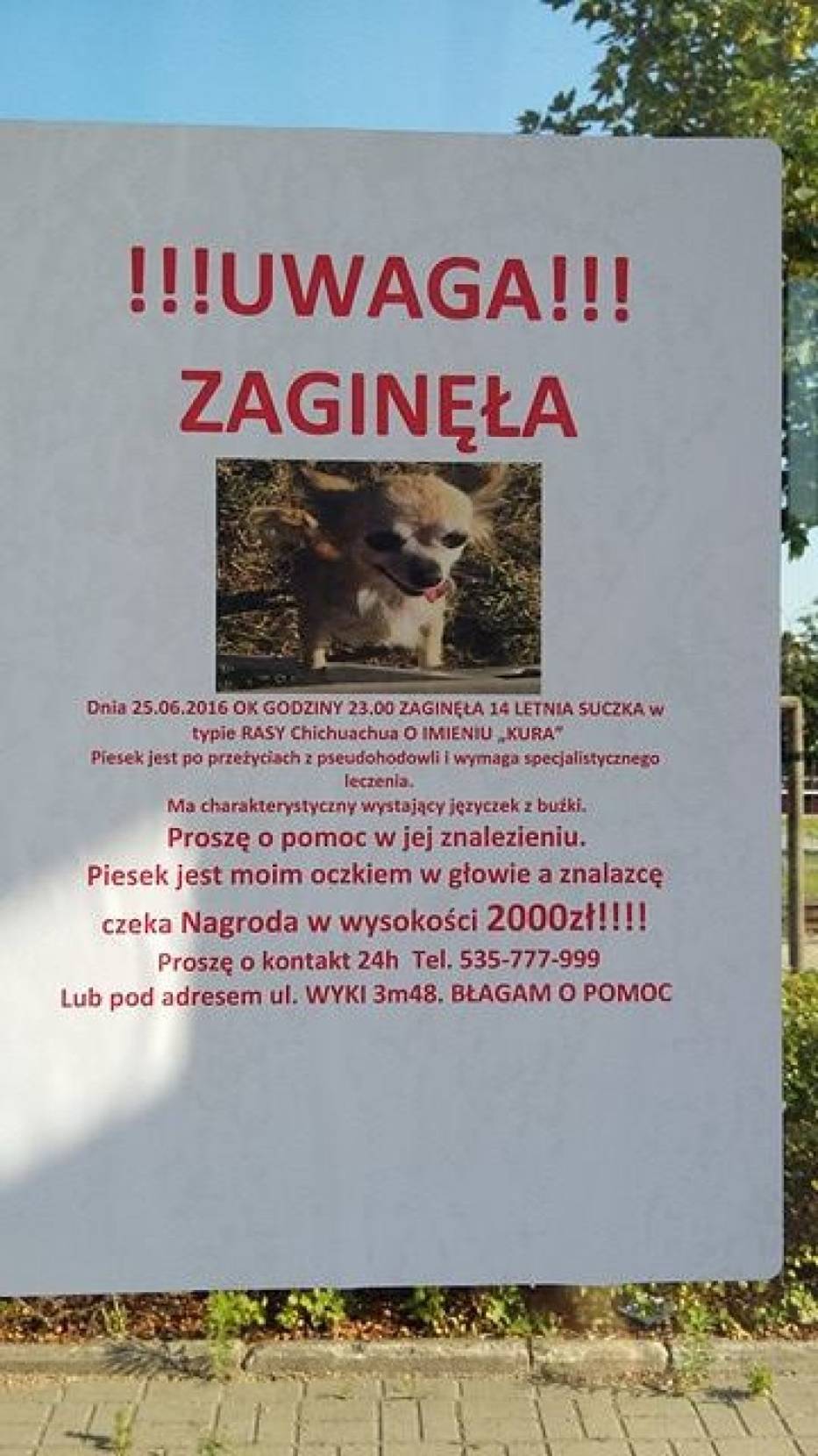 Napisz Ogłoszenie O Zaginięciu Psa Zaginęła chihuahua o imieniu Kura. Dla znalazcy nagroda 2000 zł