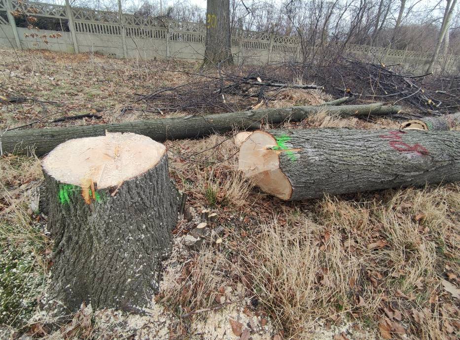 Ruszyła wielka wycinka drzew na potrzeby małej inwestycji. Pilarki pracują przy Palmiarni w Wałbrzychu - zdjęcia