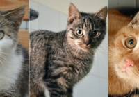 Prawie 100 kotów czeka na adopcje w lubelskim schronisku. Podaruj im dom