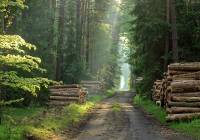 Fakty i mity na temat Lasów Państwowych