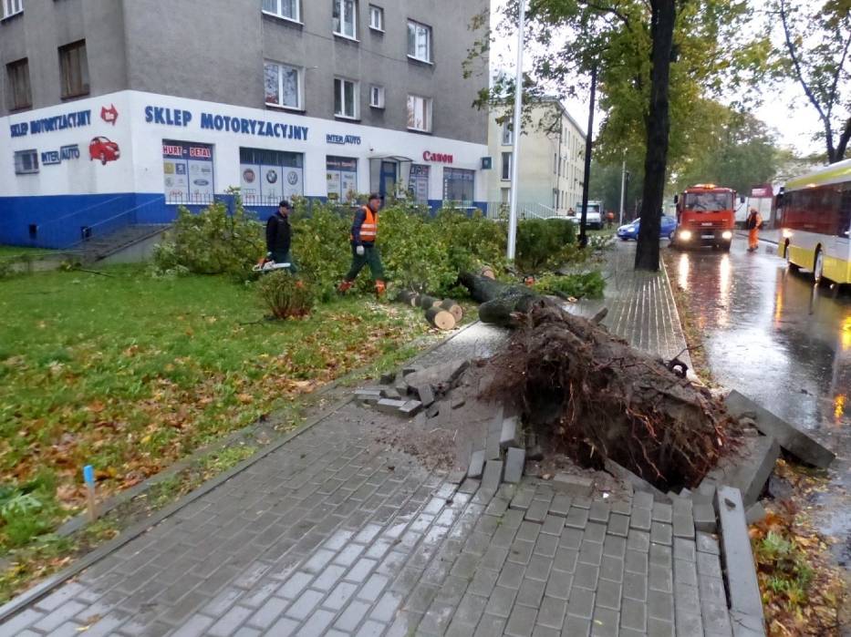 Wyrwane drzewo z korzeniami w Sieradzu