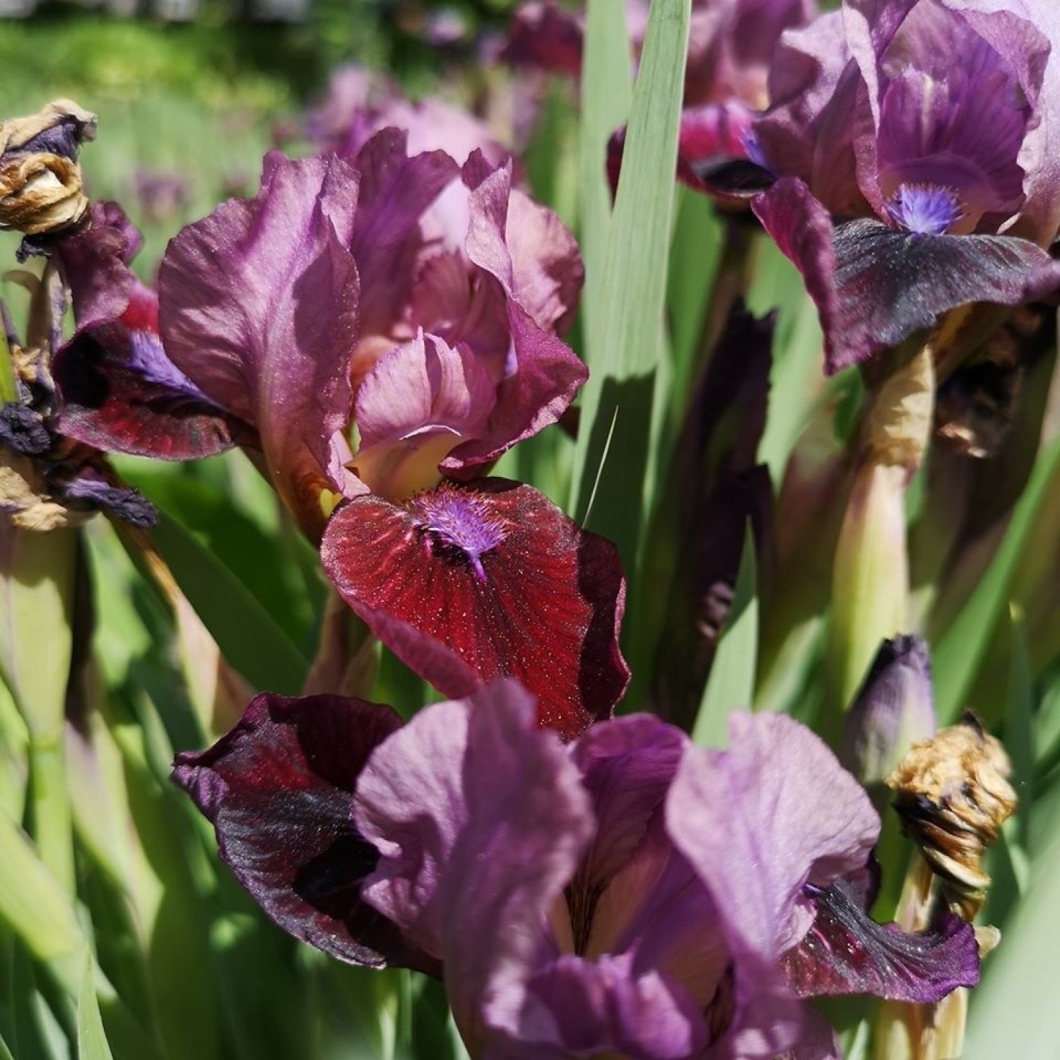 Miejski Ogród Botaniczny otwiera swoje drzwi dla odwiedzającychZobacz kolejne zdjęcia