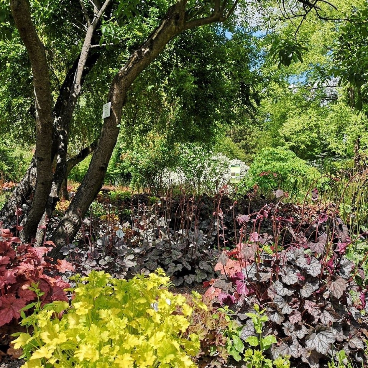 Miejski Ogród Botaniczny otwiera swoje drzwi dla odwiedzającychZobacz kolejne zdjęcia