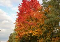 Pierwsze barwy jesieni zdobią już ulice Olkusza