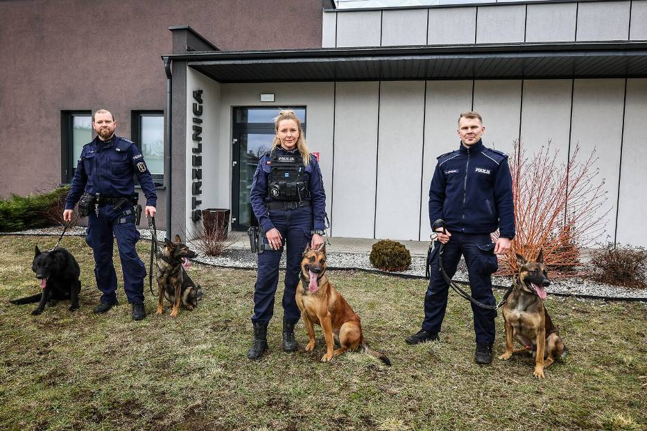 Leszczyńska policja obecnie ma cztery psy służbowe. Wszystkie to owczarki, ale dwa z nich to owczarki belgiskie, jeden niemiecki i jeden wiczasty.
