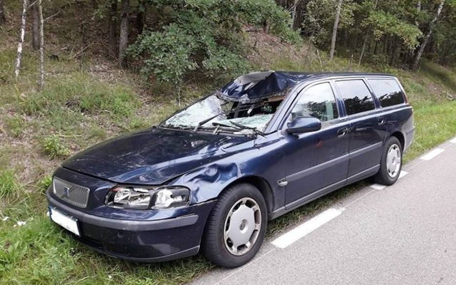 Morusy: Wypadek z łosiem. Trzy osoby ranne