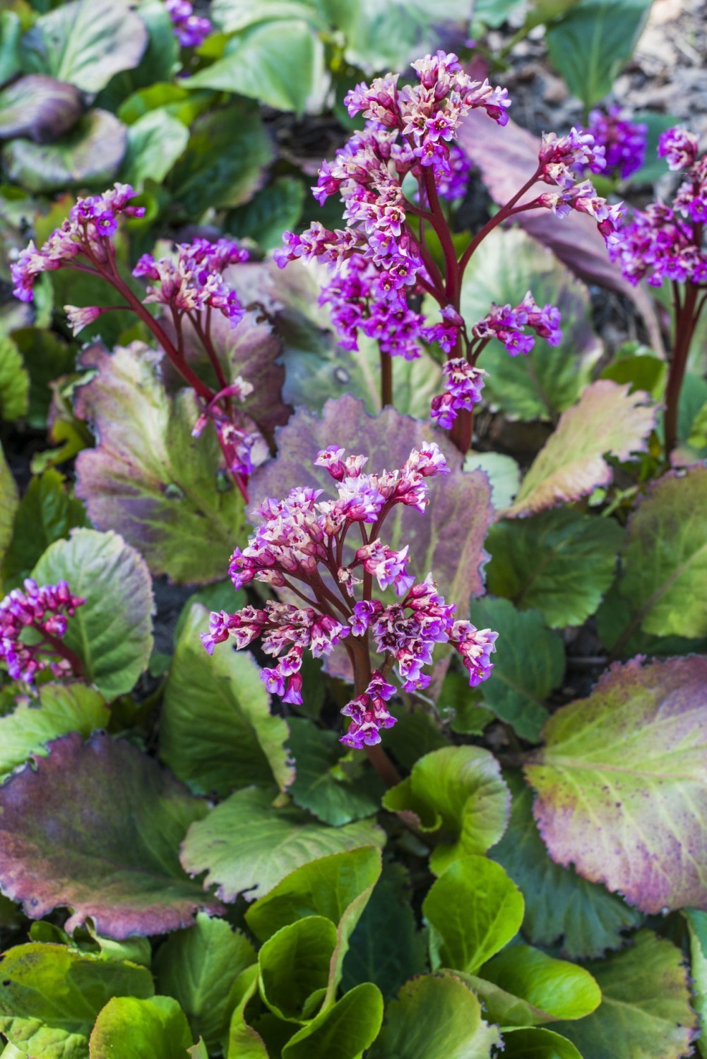 Bergenia sercolistna