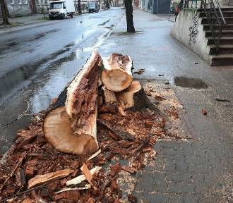 Drzewo runęło na dwa jadące samochody w Żywcu. Jedna osoba została ranna