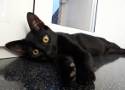 Międzynarodowy Dzień Czarnego Kota - 17 listopada. Świętują dostojne koty naszych Czytelników ZOBACZ ZDJĘCIA