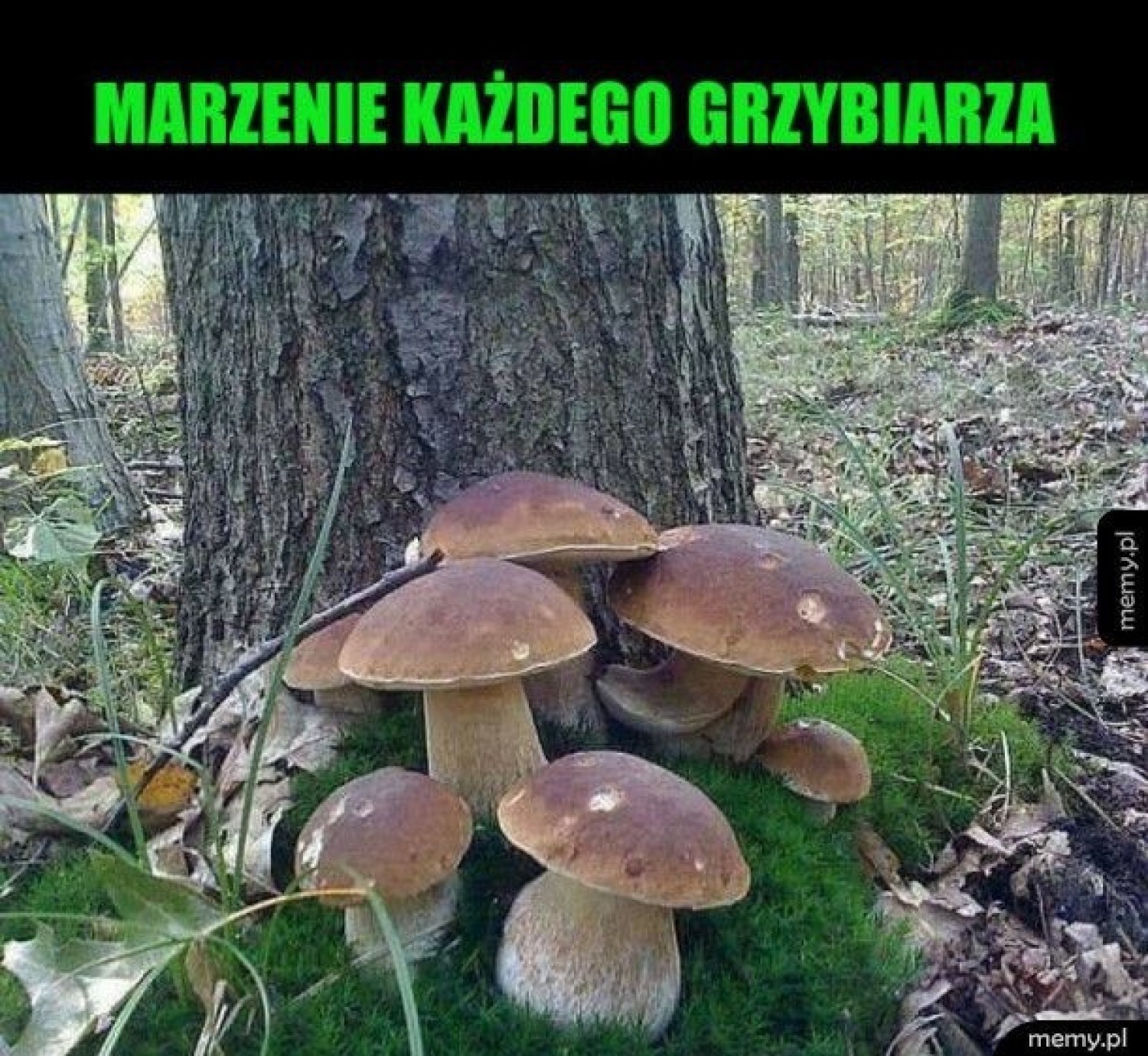 Popadało i w lasach pojawiły się pierwsze grzyby, informacje o tych znaleziskach przekazywali w sieci Internauci