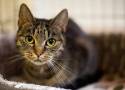 Kocięta i koty z wałbrzyskiego schroniska chcą spędzić jesień w nowym domu! Zobacz zdjęcia mruczków do adopcji!
