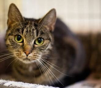 Kocięta i koty z wałbrzyskiego schroniska - zobacz zdjęcia mruczków do adopcji!