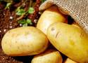 Ostrzeżenie dla rolników przed zakupem sadzeniaków ziemniaków niewiadomego pochodzenia wydał łódzki WIORiN
