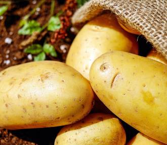 Jest ostrzeżenie przed zakupem sadzeniaków ziemniaków niewiadomego pochodzenia