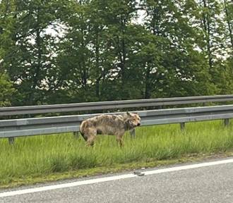 Policjanci pomogli ratować wilka potrąconego na S7