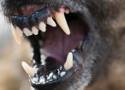 Agresywny pies zaatakował dziecko w Jastrzębiu. Zwierzę nie było zaszczepione przeciwko wściekliźnie