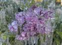 Niesamowite zdjęcie lodowych kwiatów. Rolnicy, sadownicy, ogrodnicy liczą straty po kwietniowych przymrozkach. Wiecie, gdzie był srogi mróz?