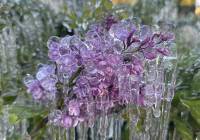 Niesamowite zdjęcie lodowych kwiatów. Ogrodnicy liczą straty po przymrozkach