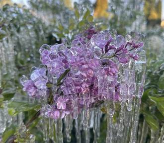 Niesamowite zdjęcie lodowych kwiatów. Ogrodnicy liczą straty po przymrozkach
