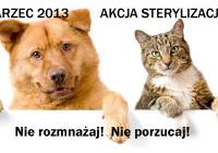 Sterylizacja Kotki Cena Warszawa Naszemiasto Pl