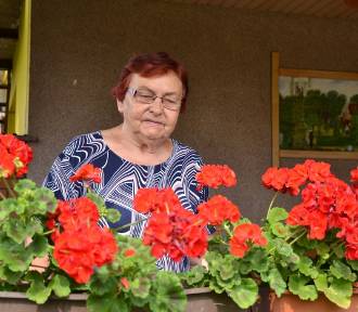 Barbara z Kikoła na emeryturze realizuje swoje pasje. Ma 150 pięknie kwitnących juk!