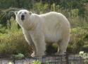 Jedyne niedźwiedzie polarne w Polsce przeprowadzają się do Czech. Jeszcze tylko dziś zobaczymy je Warszawie