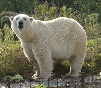 Jedyne niedźwiedzie polarne w Polsce przeprowadzają się do Czech. Dlaczego?