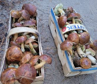 Wysyp grzybów w powiecie kościerskim. Rekordzista zebrał ponad 70 kilogramów!