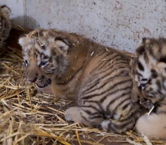 Wybrano imiona dla opolskich małych tygrysów