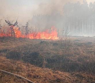 W lubelskich lasach drugi oraz trzeci stopień zagrożenia pożarowego 