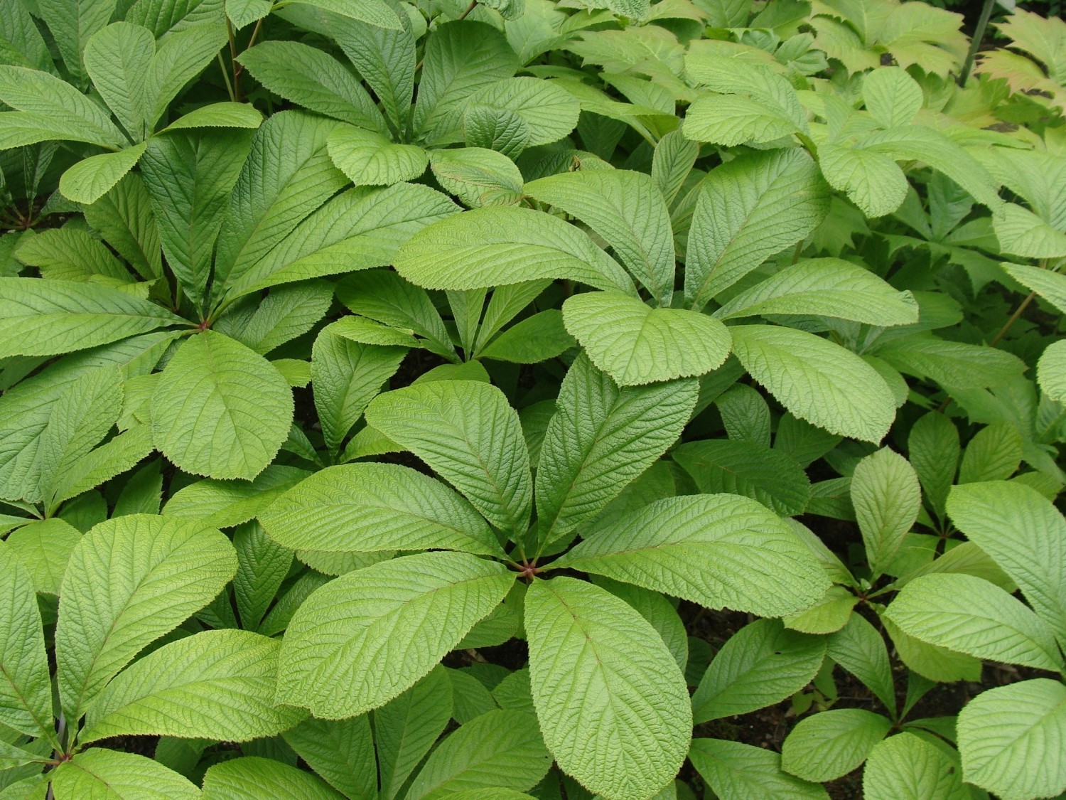Rodgersja kasztanowcolistna, rodgersja kasztanolistna (Rodgersia aesculifolia)