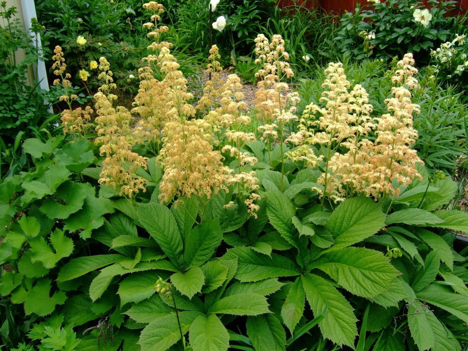 Rodgersja pierzasta (Rodgersia pinnata)