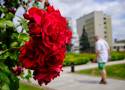 Ogrody Bernardyńskie - bajeczny odpoczynek wśród róż w centrum Rzeszowa (FOTO)