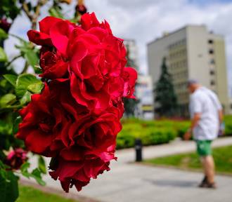 Ogrody Bernardyńskie - bajeczny odpoczynek wśród róż w centrum Rzeszowa (FOTO)