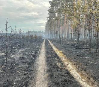 Apokaliptyczny obraz. Spłonęło 80 hektarów lasu w Borach Dolnośląskich
