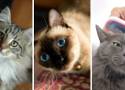 Oto najpiękniejsze rasy kotów! Jak wyglądałby Wasz ranking? | GALERIA