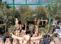 Drzewka oliwne, wierzby, byliny i sadzonki truskawek. Nowości w Lilii w Wieluniu 