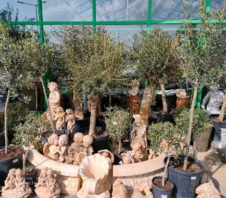 Drzewka oliwne, wierzby, byliny i sadzonki truskawek. Nowości w Lilii w Wieluniu 