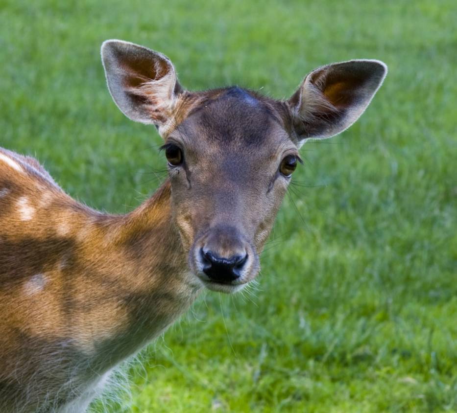 Łania zaatakowała myśliwego w Wisconsin