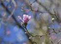 Odkryj piękno wiosny w Arboretum w Bolestraszycach: Idealne miejsce na wycieczkę koło Przemyśla