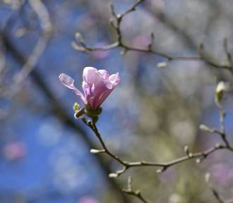 Odkryj piękno wiosny w Arboretum w Bolestraszycach